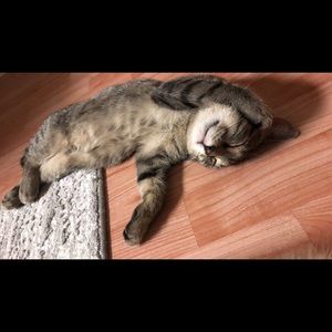 Meet your Posher, Taylor